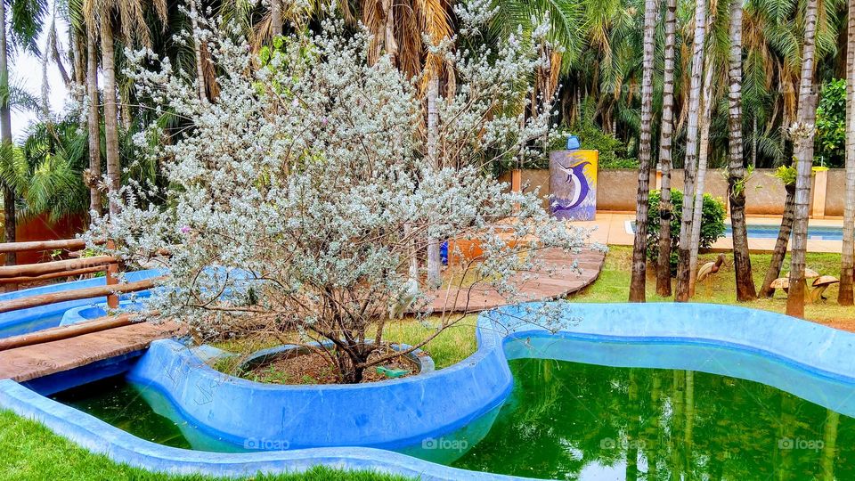 Piscina de chácara. Bonita, com plantas e tanques de carpas.