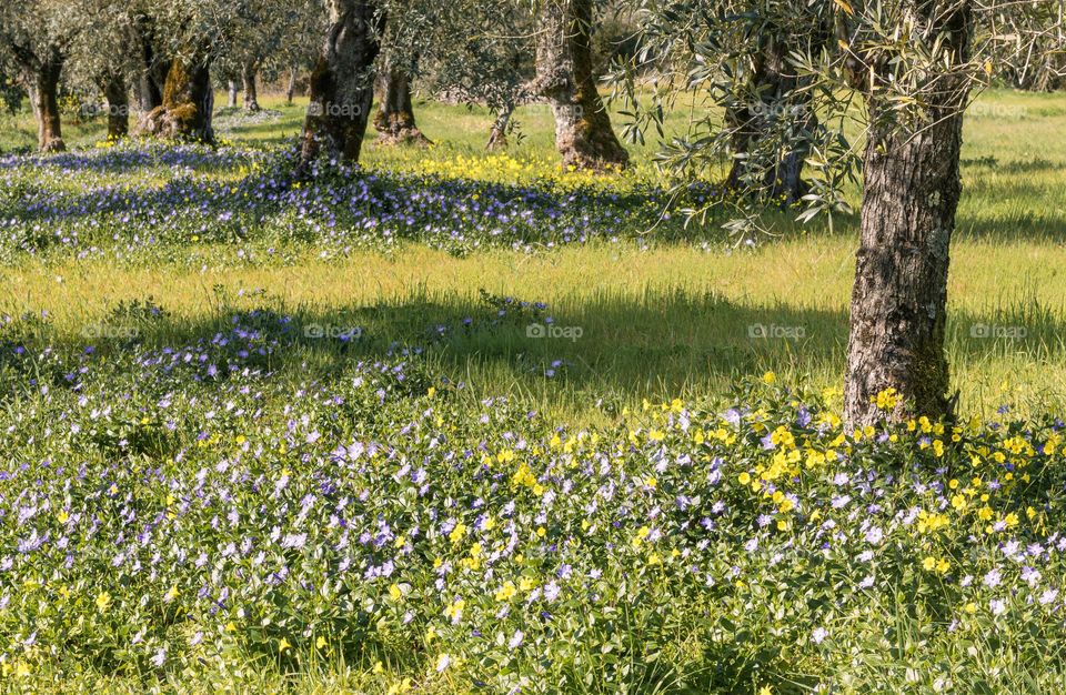 A grassy olive grove with trees surrounded by purple & yellow flowers