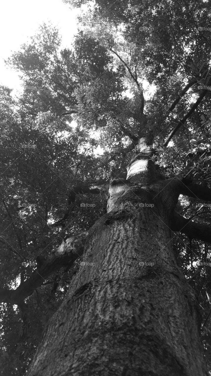 dog's eye view up the tree grayscale