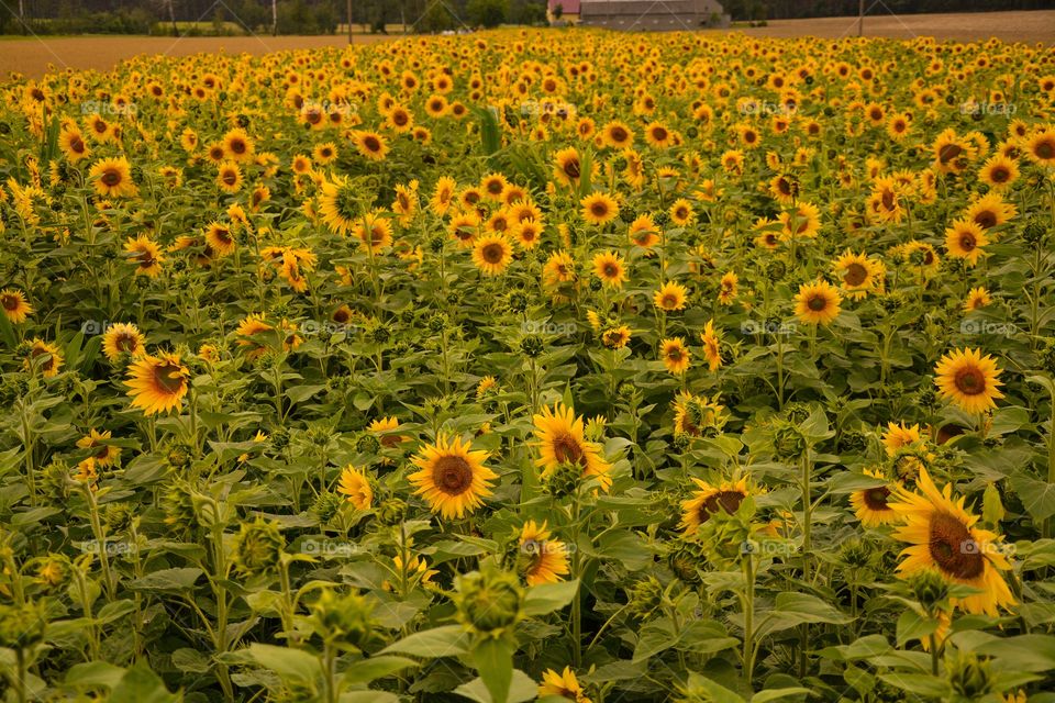 Sunflowers