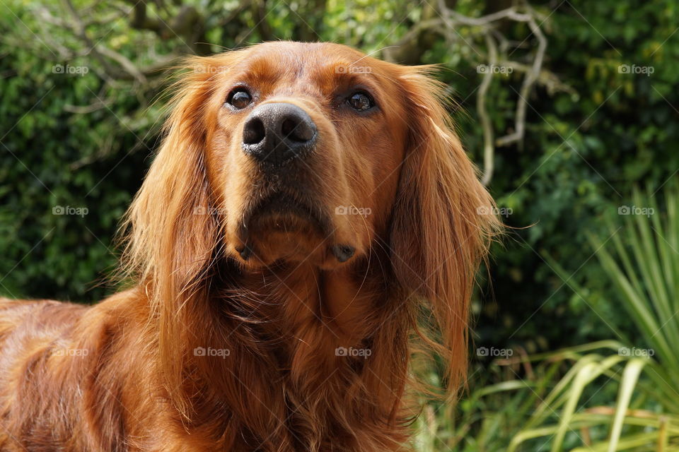 Snooty looking Red Setter .. he is actually watching a pigeon on the roof 