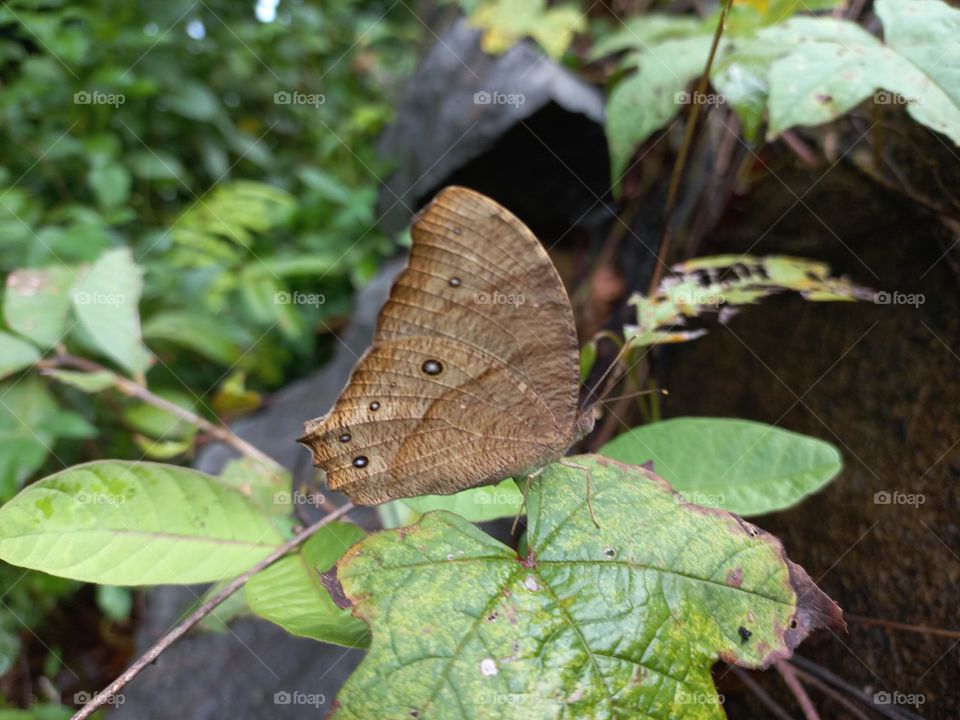 The dark brown night butterfly is a species of butterfly found flying at dusk