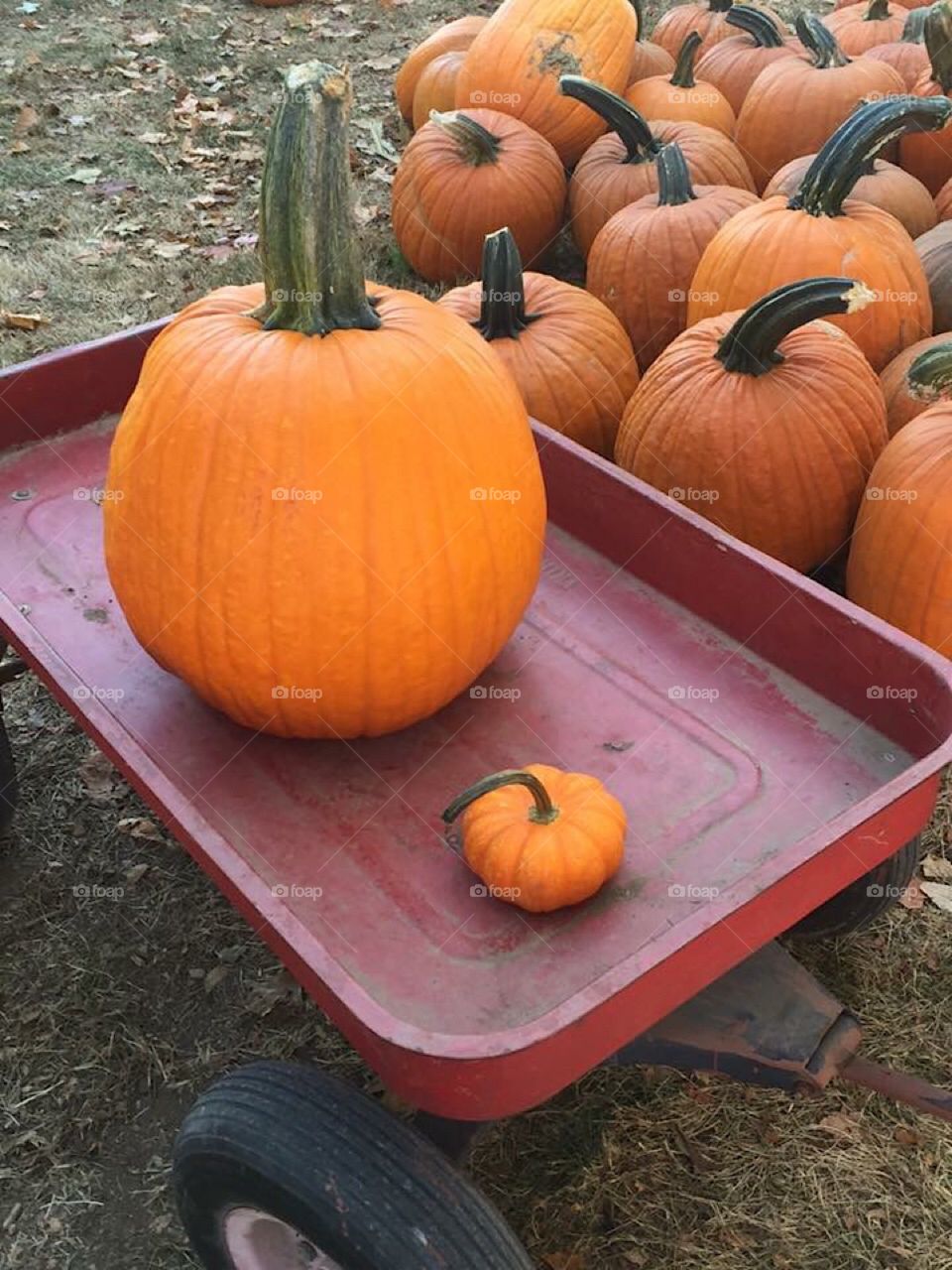 Pumpkins in a red wagon 