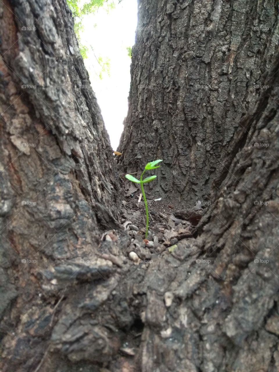 my life is challenge