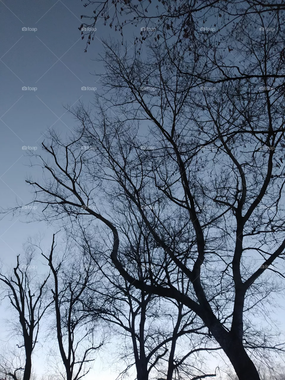 tree in the night