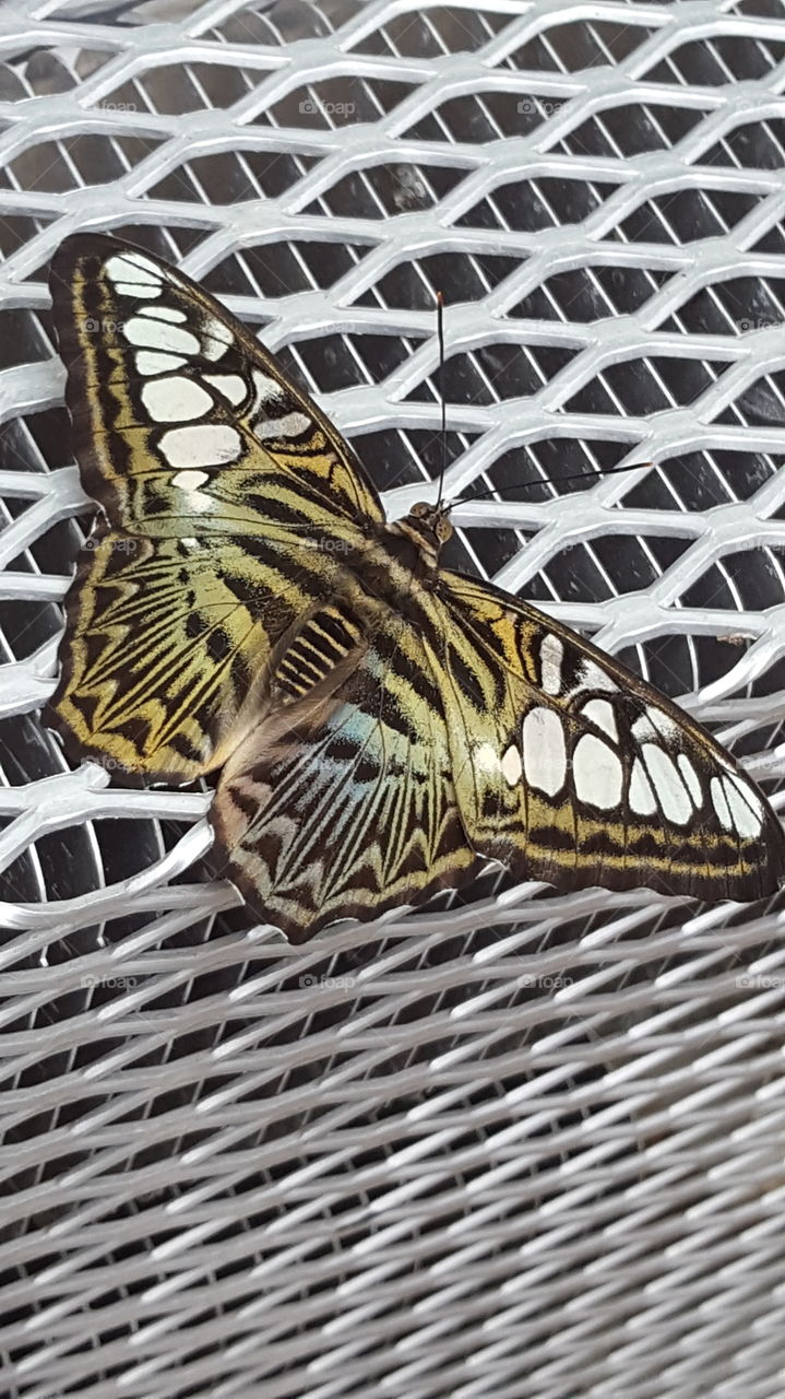 beautiful butterfly design