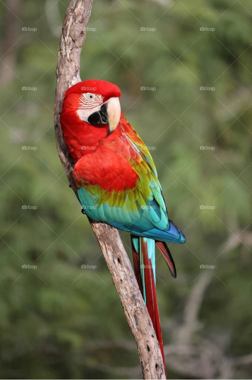 Red Brazilian Parrot