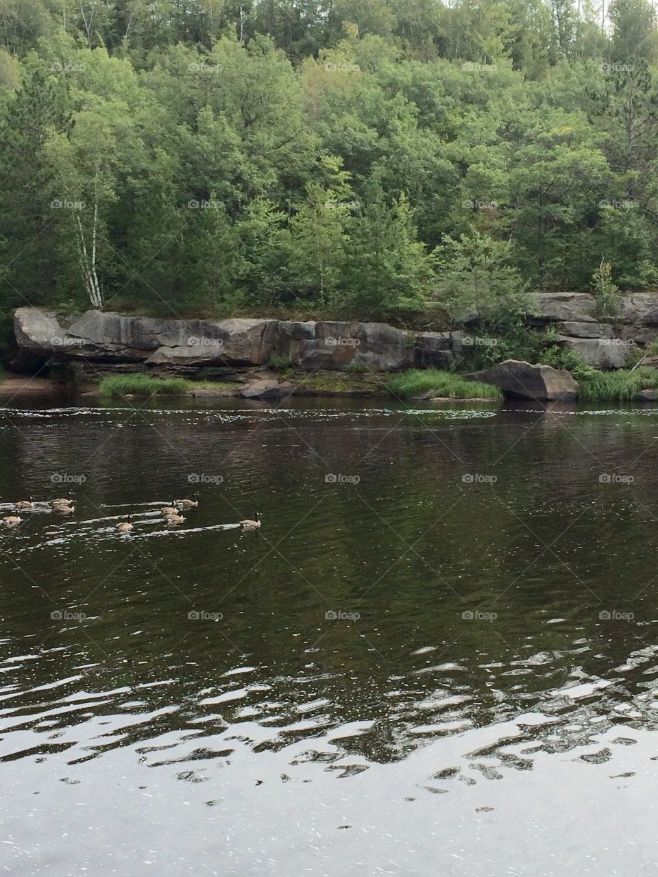 Canadian geese swimming upstream in a river in Minnesota 