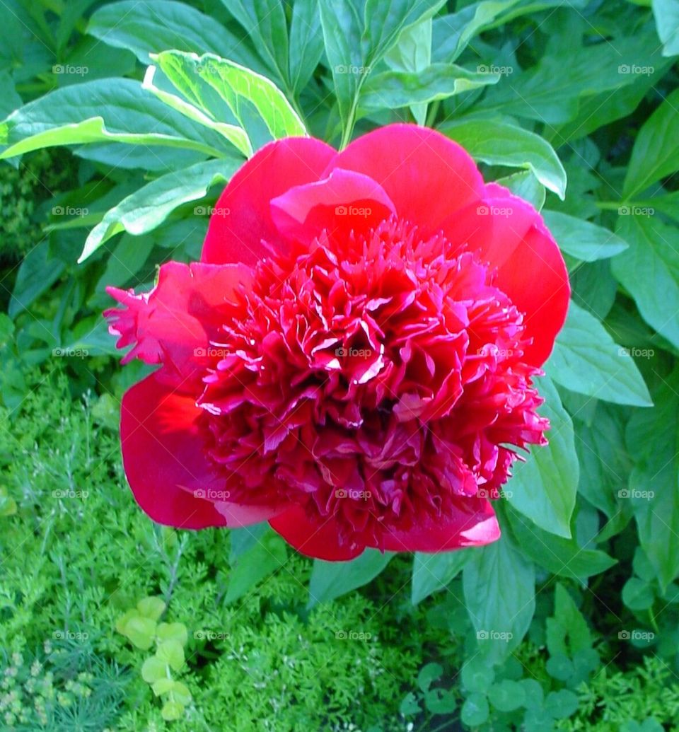 Peony