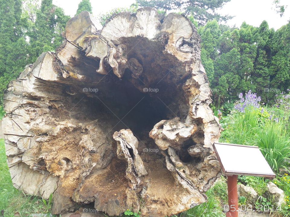 poplar. it was the largest poplar in diametru in Cluj