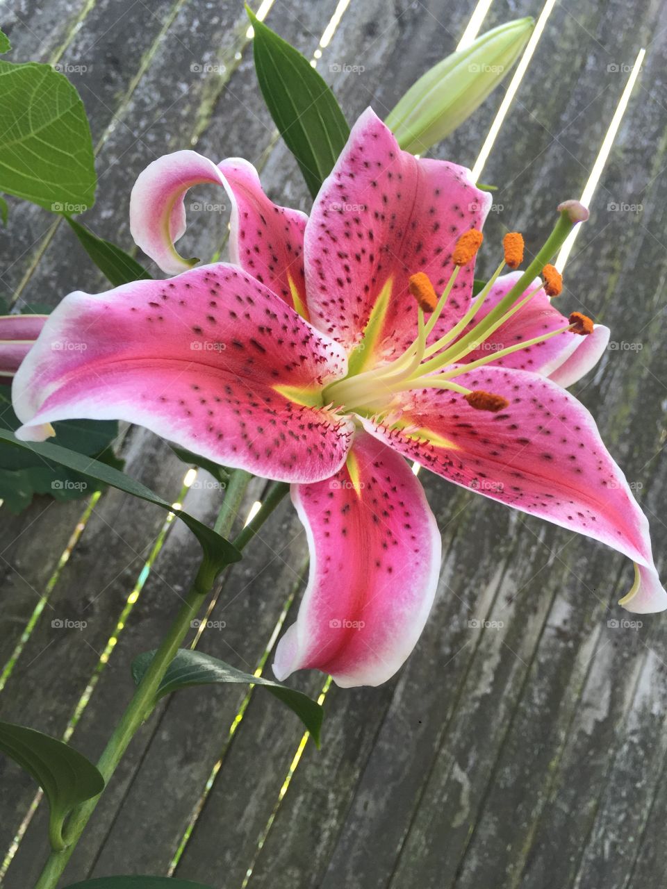 Lily "Stargazer"