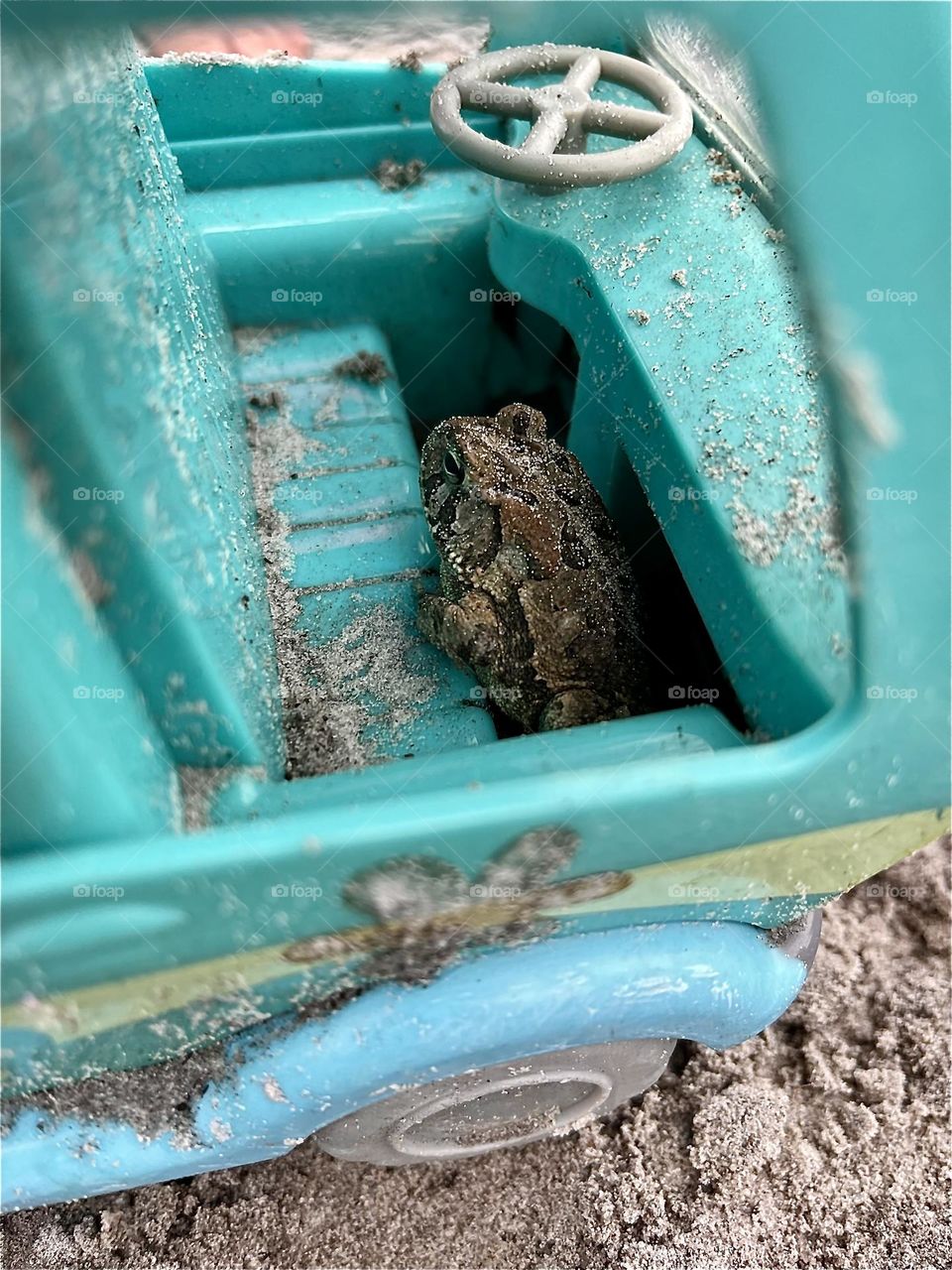 Frog catching a ride in Toy Scooby Doo Van. 