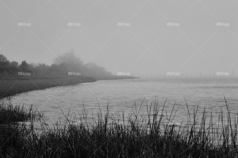 Foggy Day at the Swamp