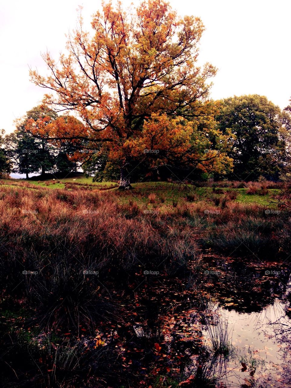 Wray castle grounds