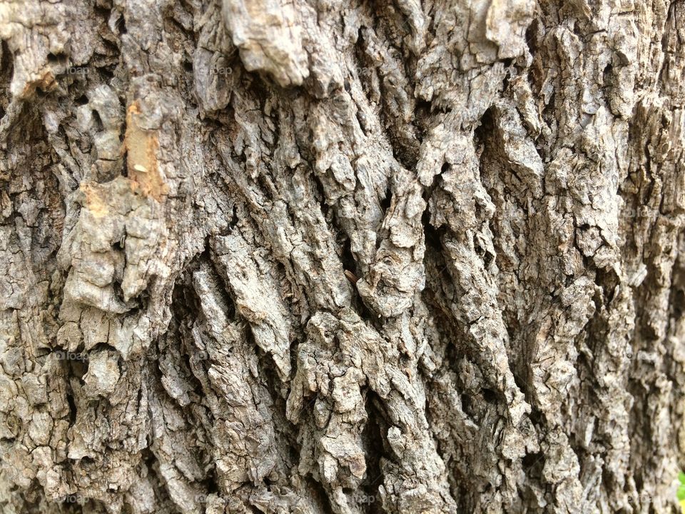 Tree bark 