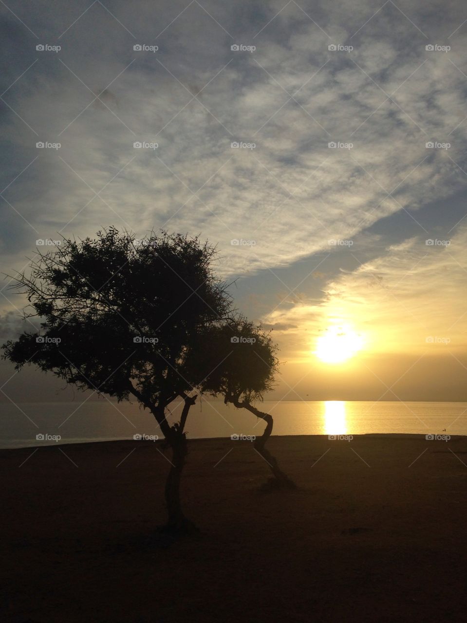 Tree at Sunset 