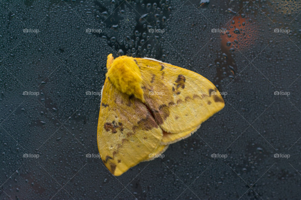 Yellow Brown Spotted Moth on a Wet Window