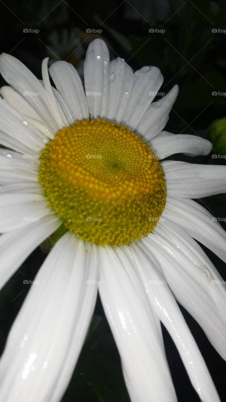 No Person, Nature, Flower, Flora, Summer