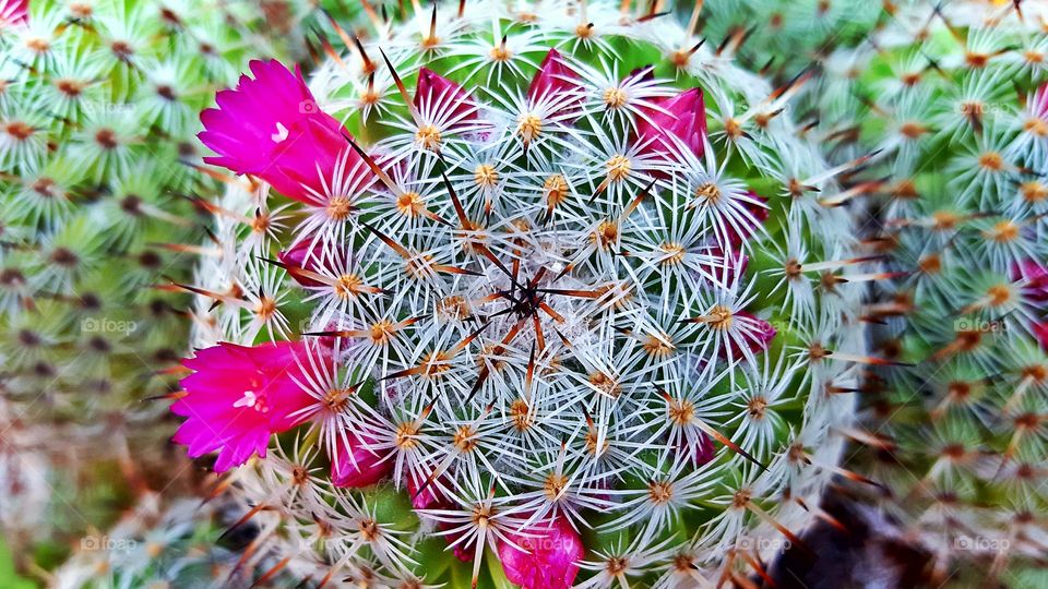 Macro photo of a cactus plant with flowers