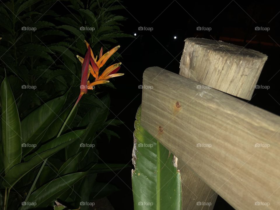 Flower, leaf and fence