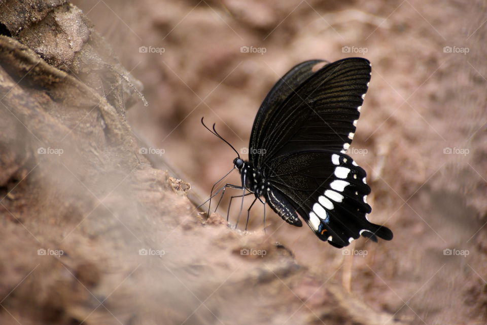 Single Butterfly in all its charm and beauty.
