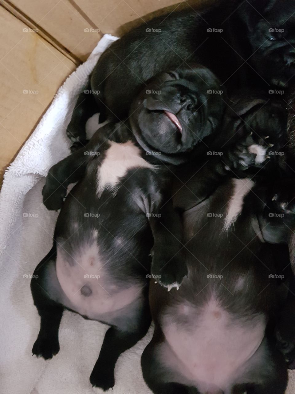 Pug puppies sleeping on their backs.