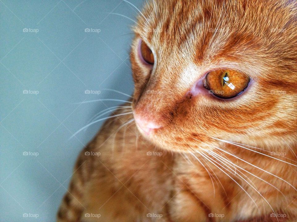 Orange tabby cat