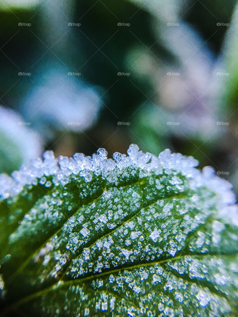 Leaf, Nature, No Person, Flora, Outdoors