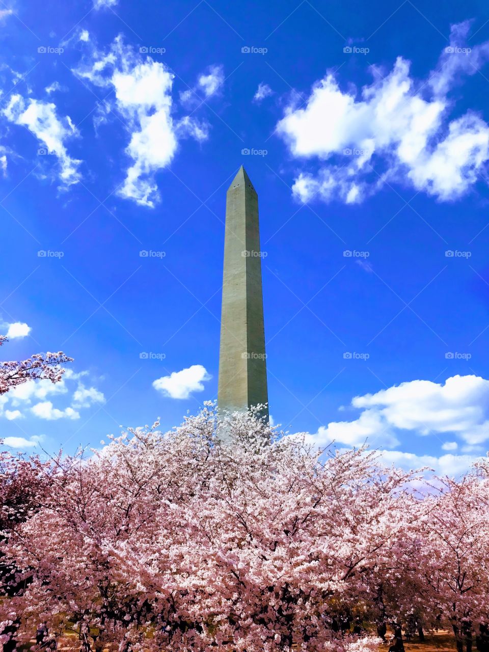 The Washington Monument rises above the cherry blossoms in full bloom in Washington DC.