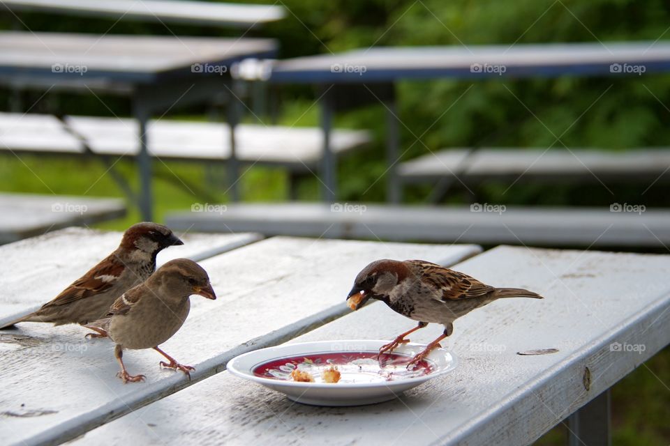 Sparrows the garden . Sparrows  in the garden 