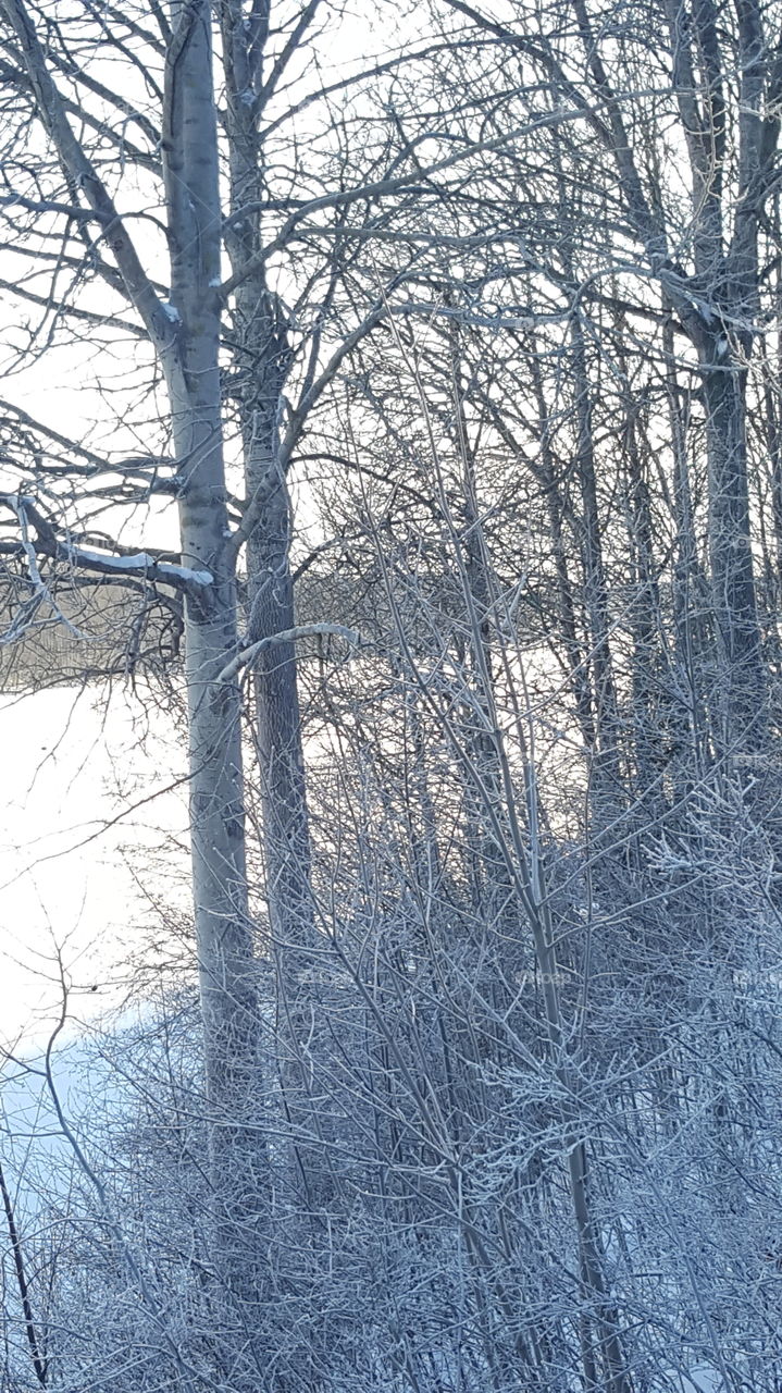 Dalälven behind trees