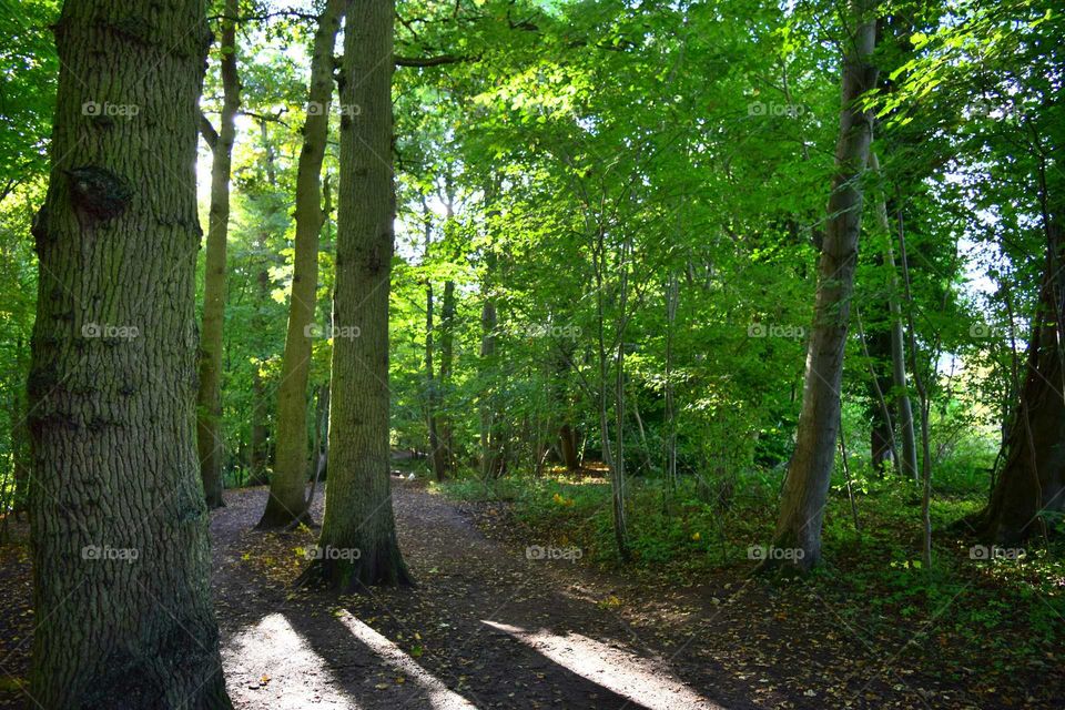 a typical English woodland