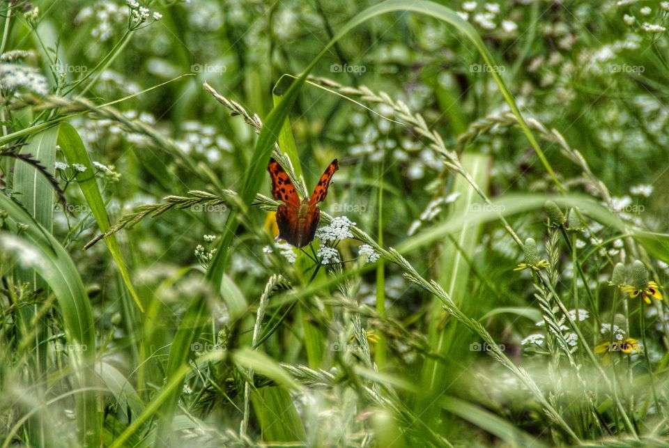 Orange butterfly on plant