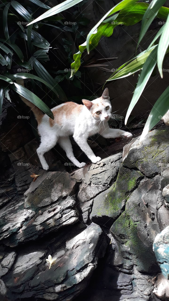 Cat on the garden rocks. 🐈
