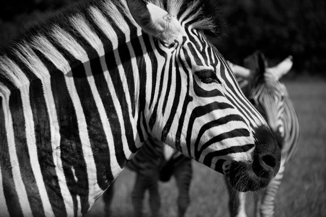 Close-up of zebra head