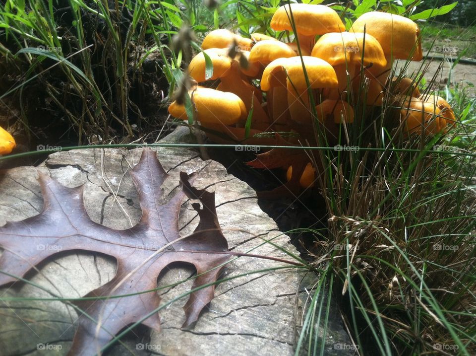 Mushroom cluster