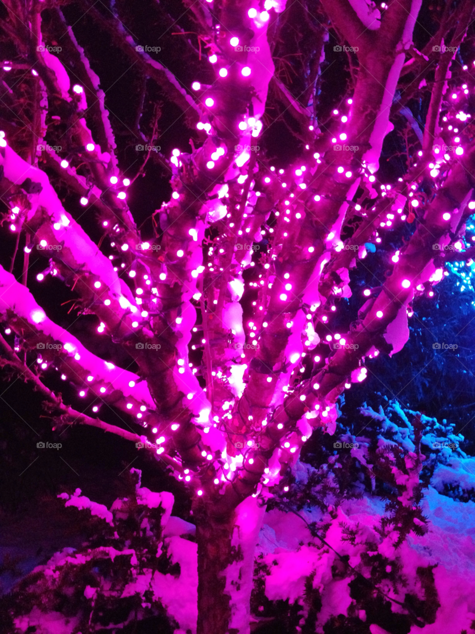 snow winter light tree by somebeach