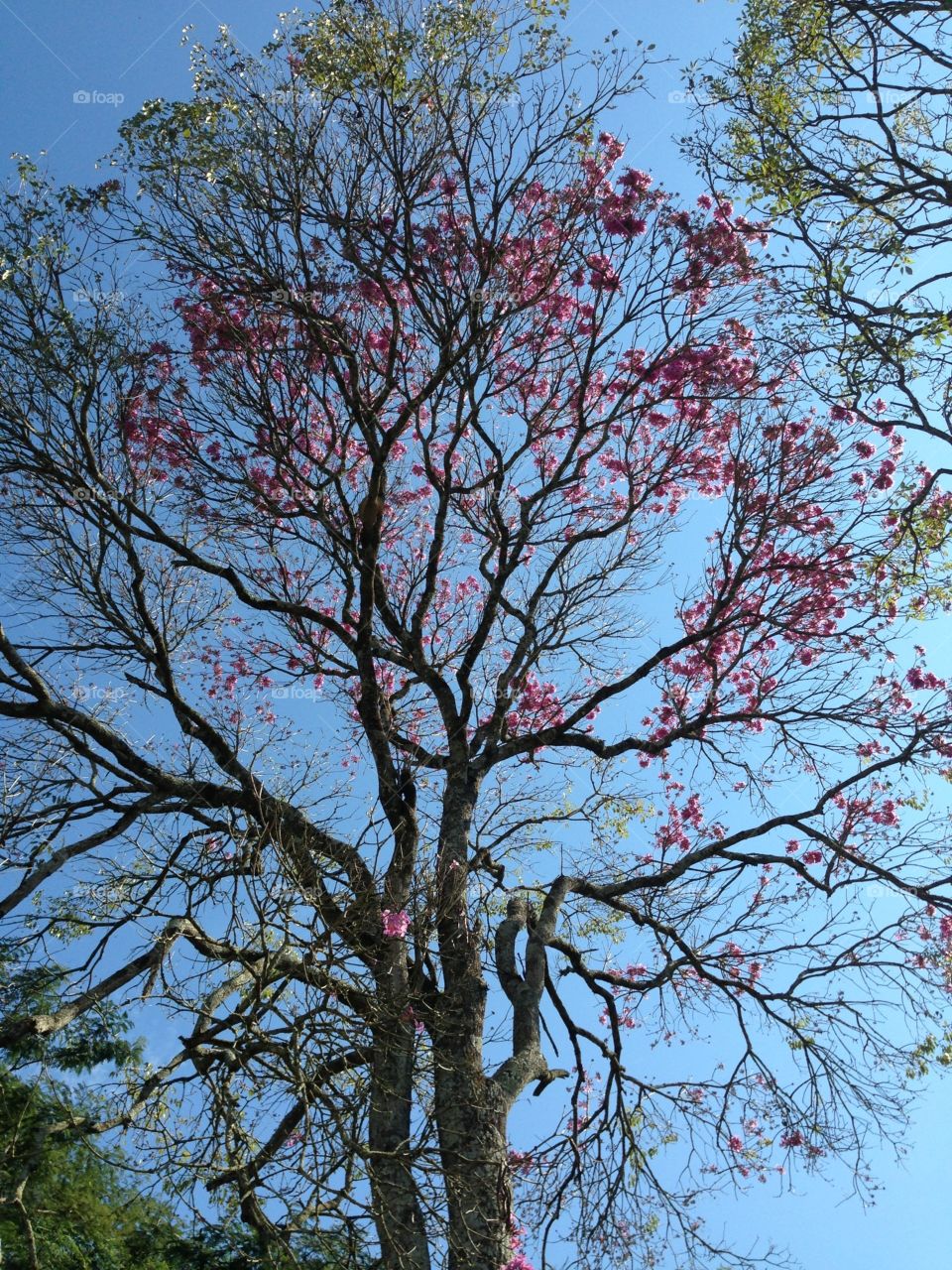 Formamos raízes até o topo 