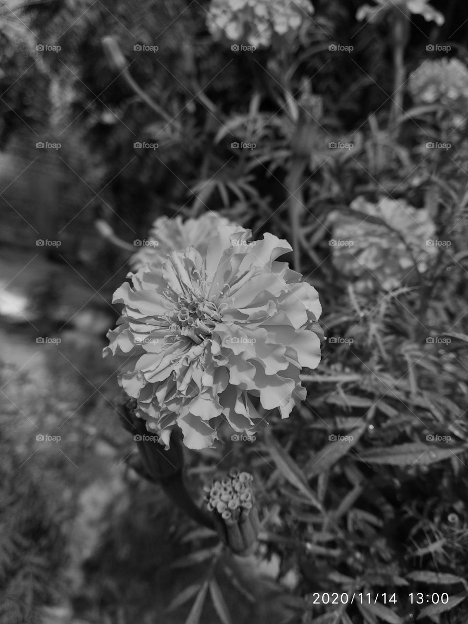 b & w  flower