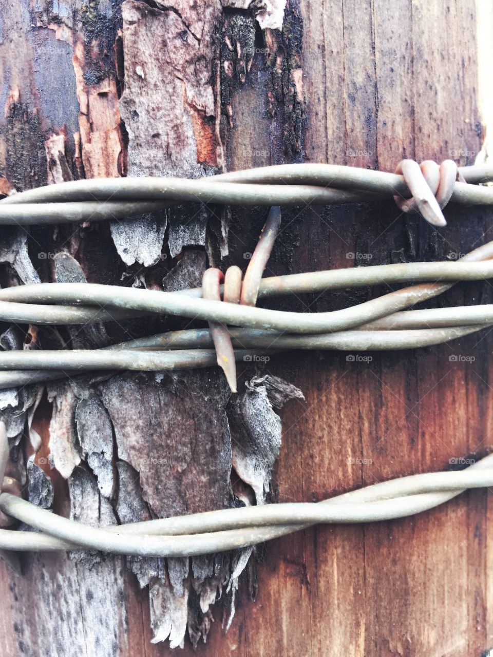 Creative Textures - rusty barbed wire and bark on wooden fence post