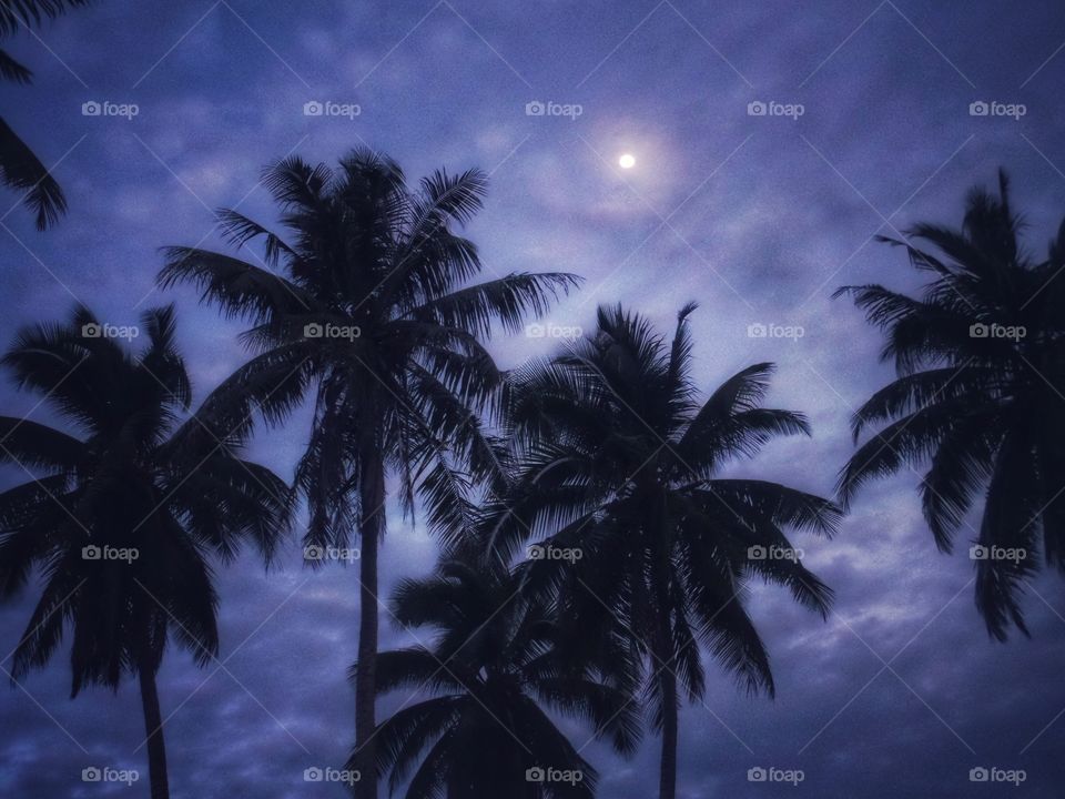 Palm trees with moonlight