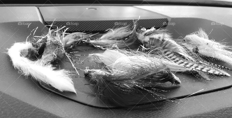 Flies drying on the dash