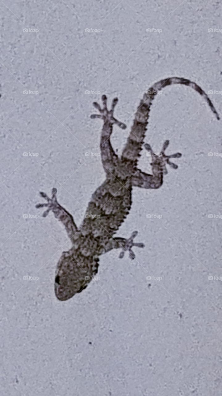 Gecko