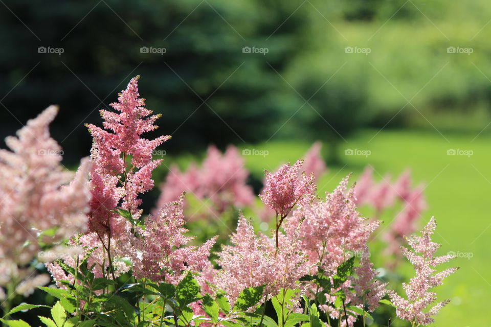 Astilbe in full bloom