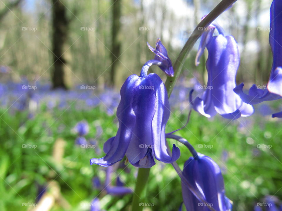 Blue Bells Forest