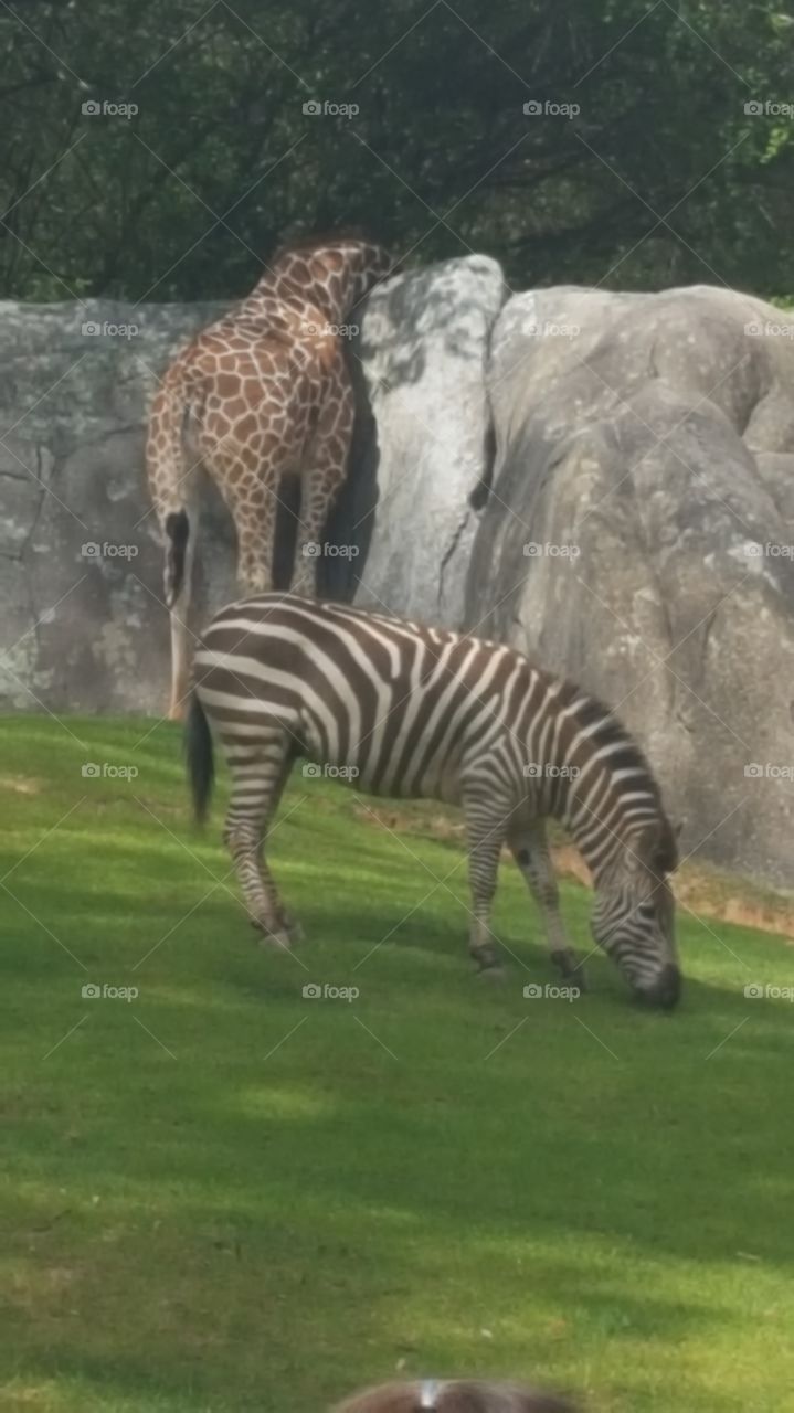 Zebra and giraffe eating