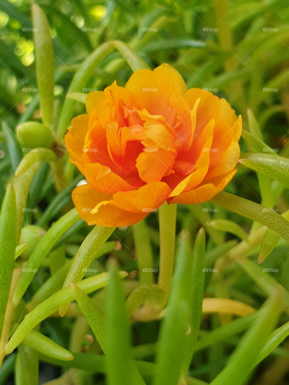 the portulaca grandiflora