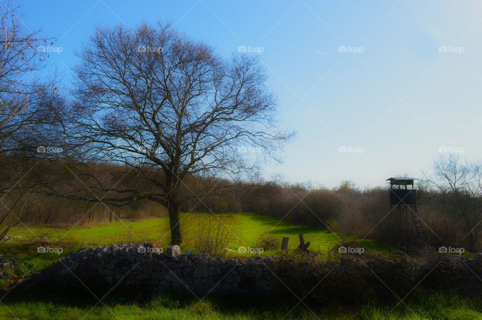 Tree on the field