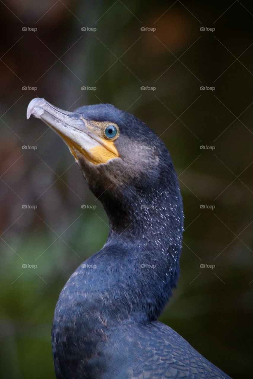 Cormorant 