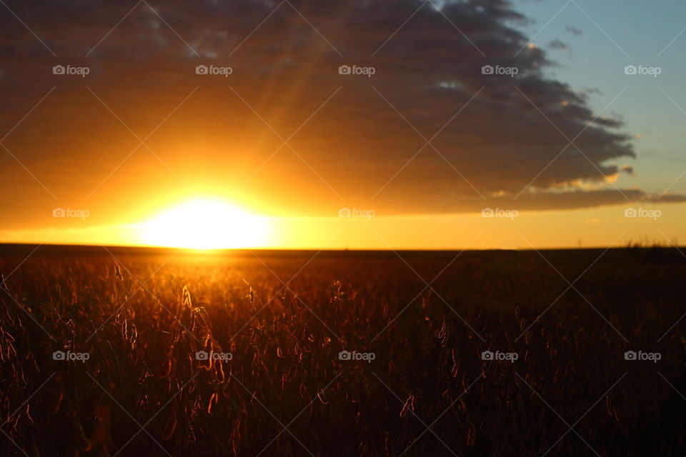 Sunrise at soybean field